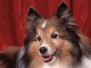 Картинка sweetheart sheltie животные собаки