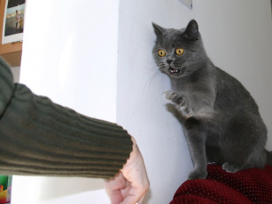 Картинка well руки мля животные коты