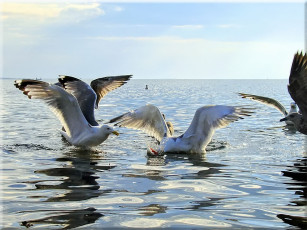 Картинка wwww голод животные Чайки бакланы крачки