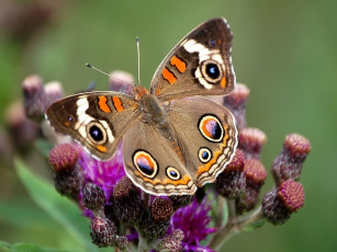 Картинка животные бабочки