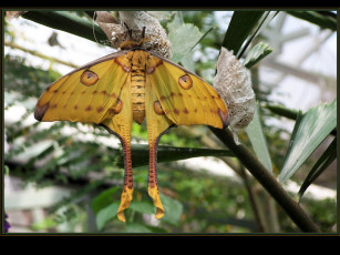 Картинка животные бабочки