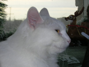 Картинка животные коты