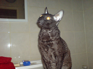 Картинка животные коты