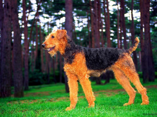 Картинка животные собаки