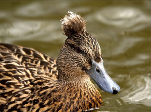 Картинка grandiflorus новое поколение уток выбирает животные утки