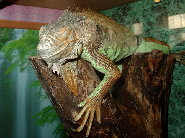 Обои картинки фото alexandr777, спят, усталые, зверюшки, животные, Ящерицы, игуаны, вараны