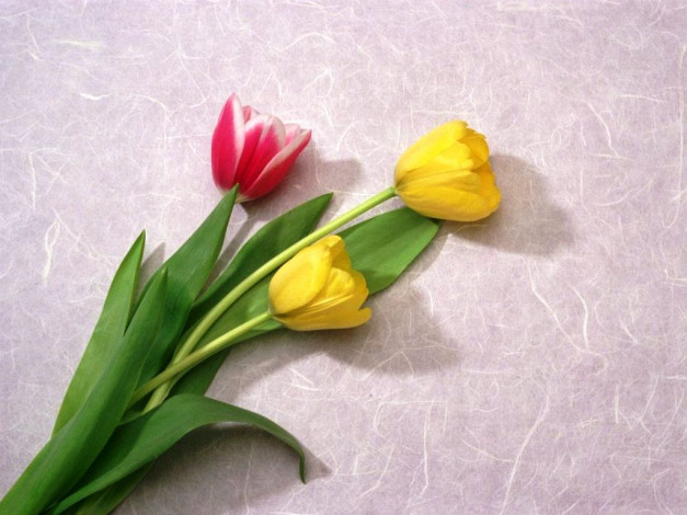 Обои картинки фото цветы, тюльпаны