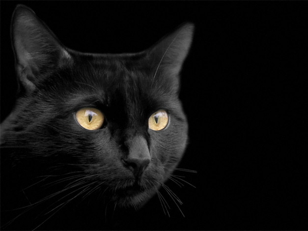 Обои картинки фото froggy, багира, животные, коты