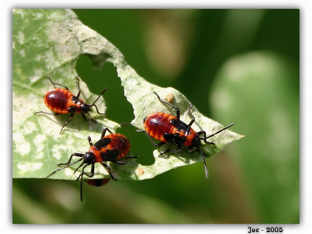 Обои картинки фото joe, не, жуй, лист, на, котором, сидишь, животные, насекомые