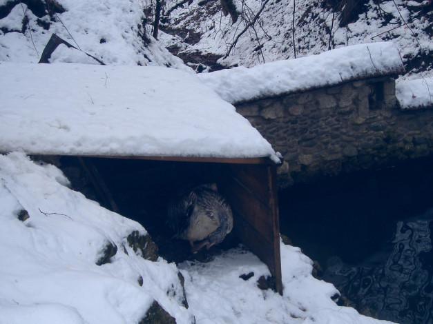 Обои картинки фото природа