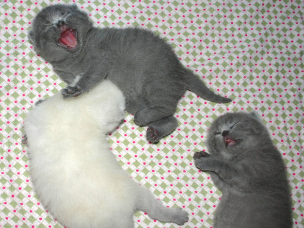 Обои картинки фото well, ну, ты, белый, рассмешил, животные, коты