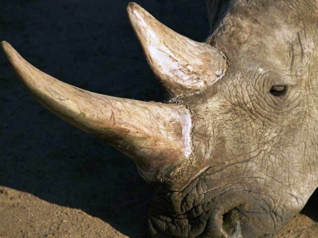 Обои картинки фото животные, носороги