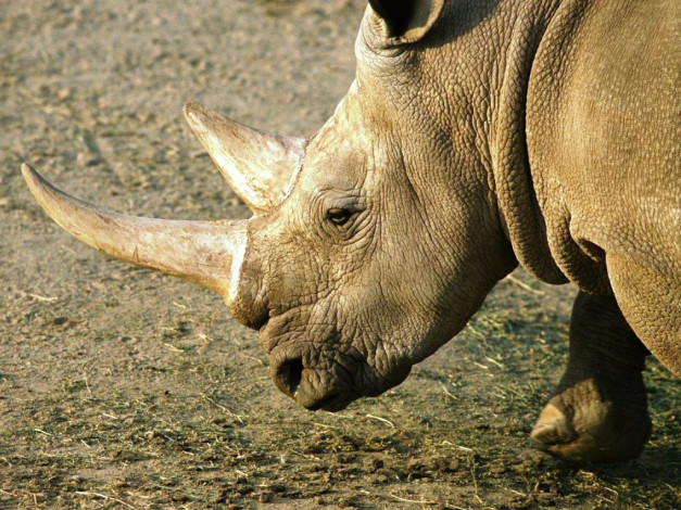 Обои картинки фото животные, носороги