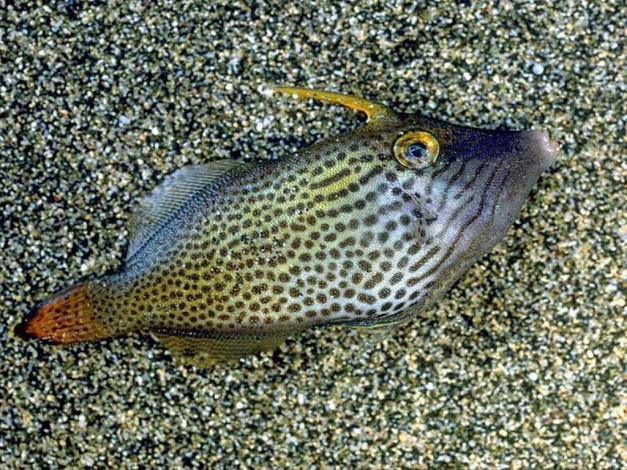 Обои картинки фото животные, рыбы