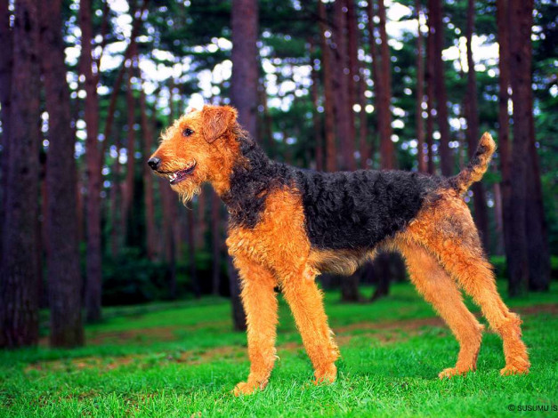 Обои картинки фото животные, собаки