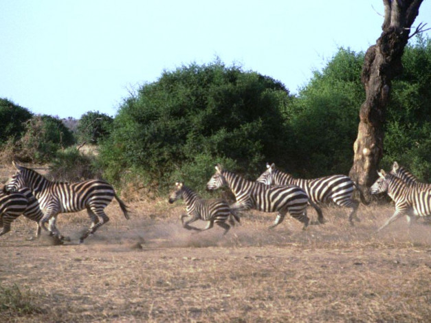 Обои картинки фото животные, зебры