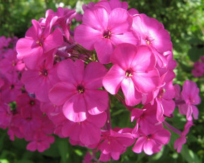 Картинка цветы флоксы