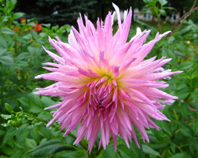 Картинка цветы георгины