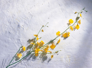 Картинка цветы