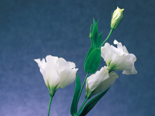 Картинка цветы эустома