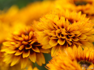 Картинка цветы гайлардии гелениумы