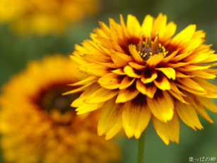 Картинка цветы гайлардии гелениумы