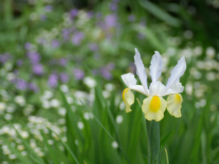 Картинка цветы ирисы