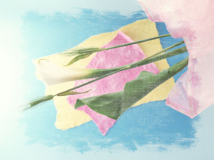 Картинка цветы каллы