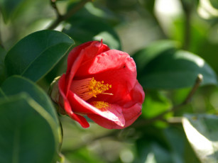 Картинка цветы камелии