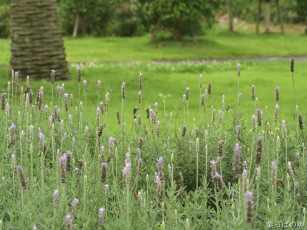 Картинка цветы лаванда