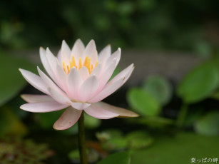 Картинка цветы лилии водяные нимфеи кувшинки