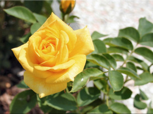 Картинка цветы розы