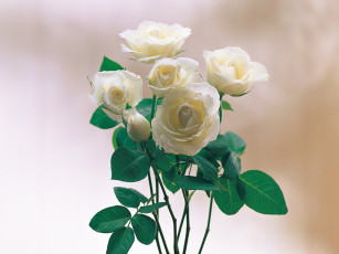 Картинка цветы розы