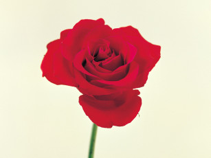 Картинка цветы розы