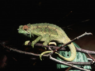 Картинка животные хамелеоны