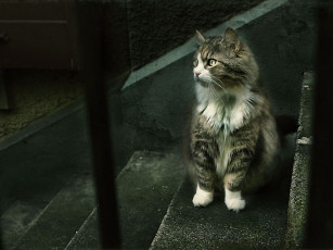 Картинка животные коты