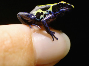 Картинка животные лягушки