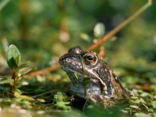Картинка животные лягушки