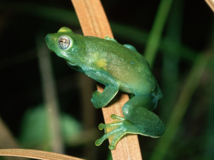 Картинка животные лягушки