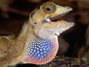 Картинка животные Ящерицы игуаны вараны