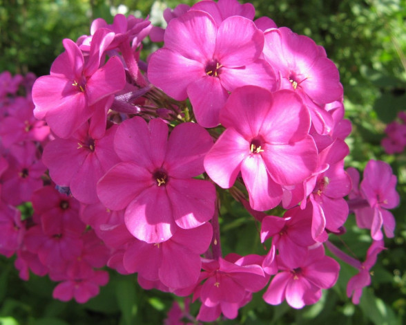 Обои картинки фото цветы, флоксы