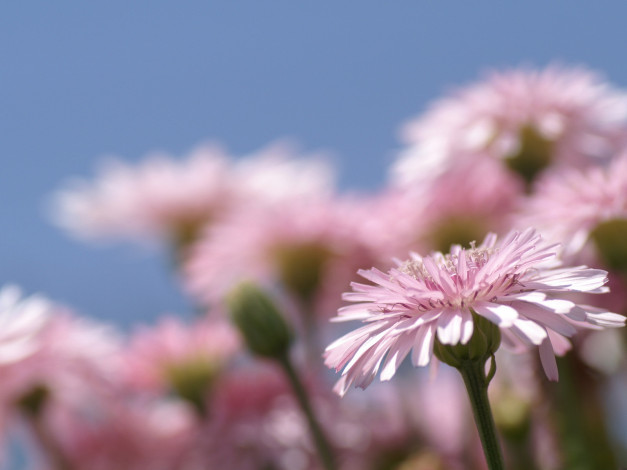 Обои картинки фото цветы