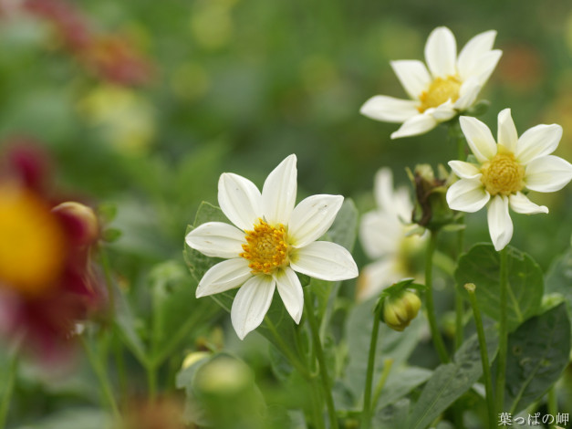 Обои картинки фото цветы, георгины