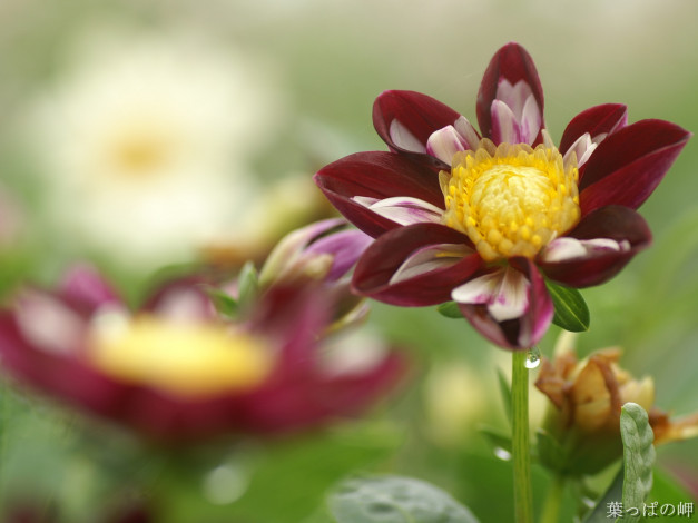 Обои картинки фото цветы, георгины