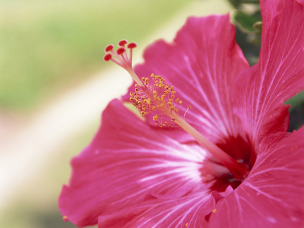 Обои картинки фото цветы, гибискусы