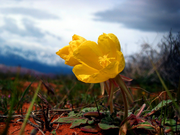 Обои картинки фото цветы, калужницы, лютики
