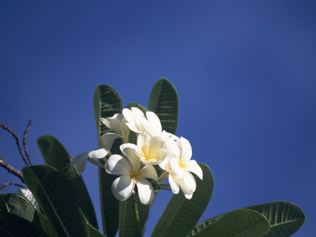 Обои картинки фото цветы, плюмерия