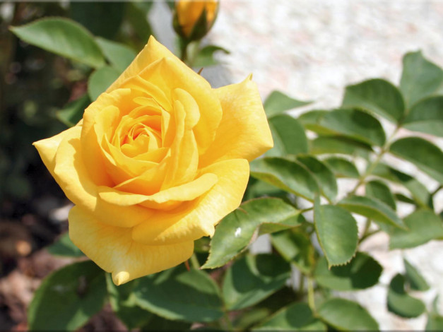 Обои картинки фото цветы, розы