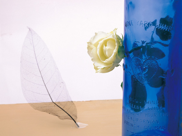 Обои картинки фото цветы, розы