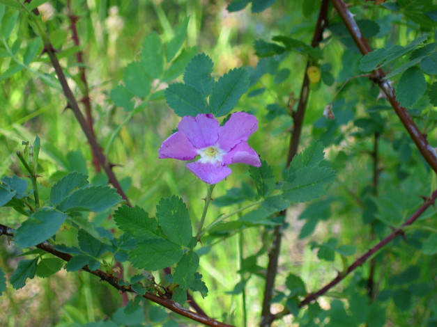 Обои картинки фото цветы, шиповник
